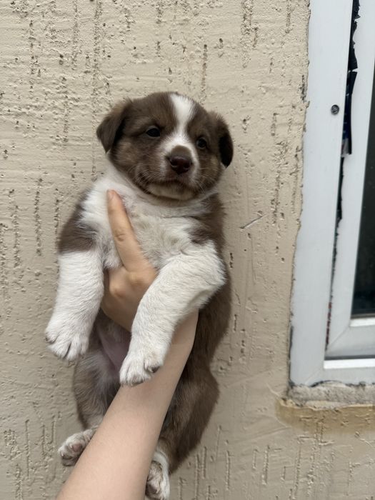 щенята  очень ласковые игривые полтора месеца