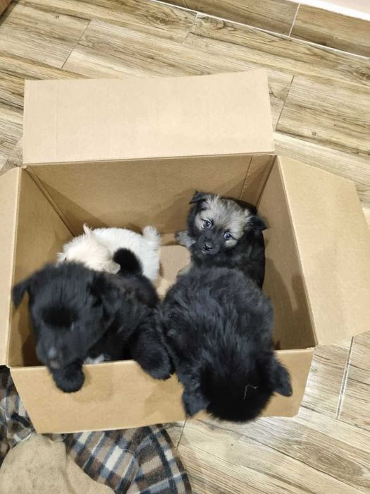 Продавам мини шпицове