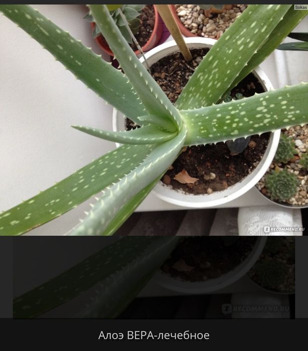 Алоэ лечебный (столетник)
