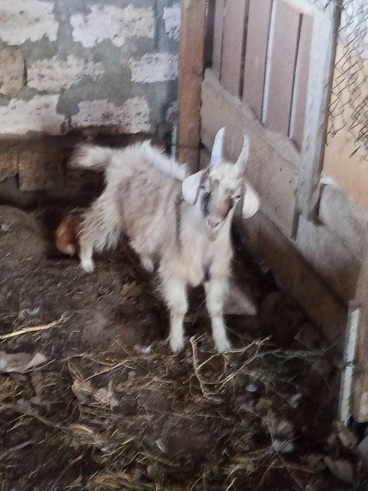 Текешік козленок