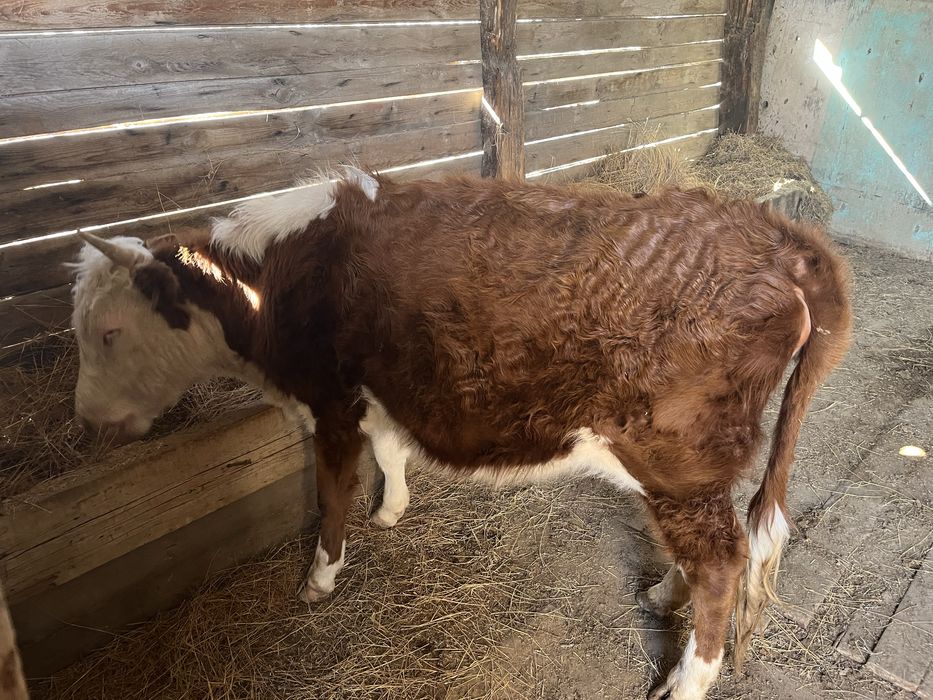 Буаз сиыр сатылады