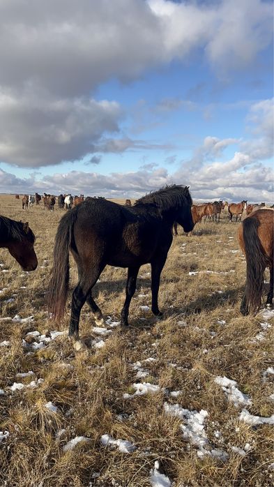 Продам тай кунан согым