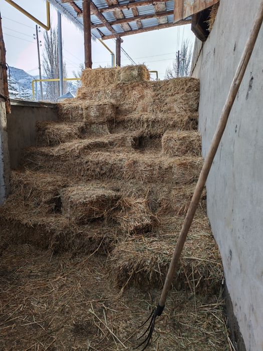 Продам Овес в тюках