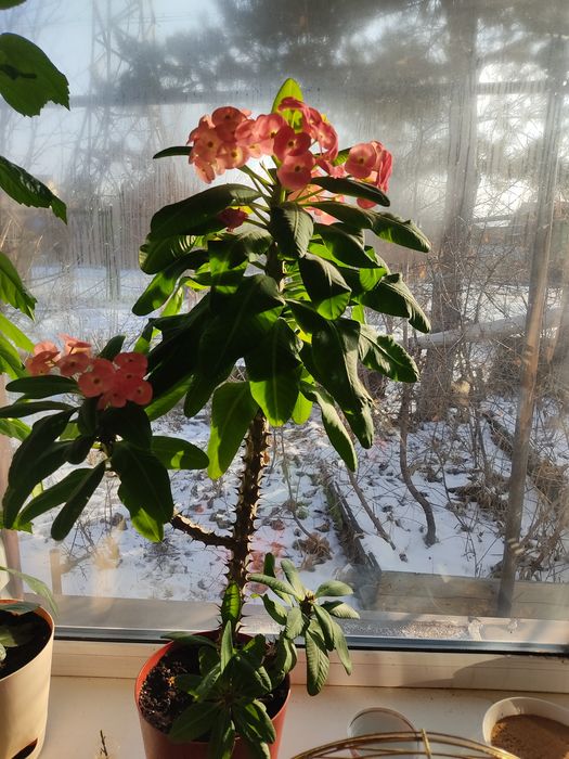 Домашние цветы комнатные