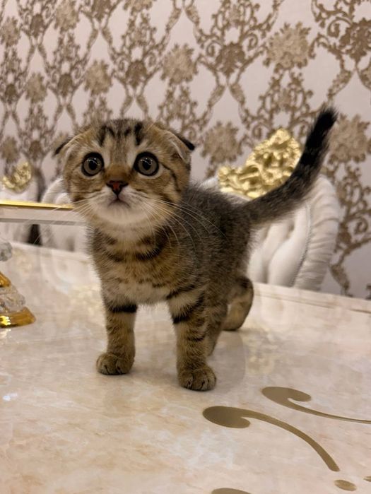 Шотландский вислоухий котенок, мальчик, 3 месяца