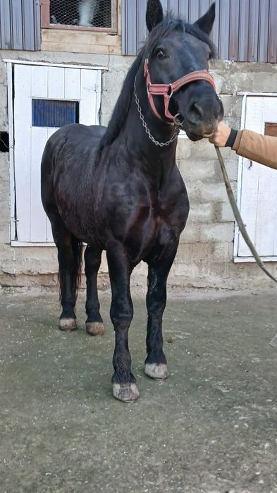 De vânzare armăsar