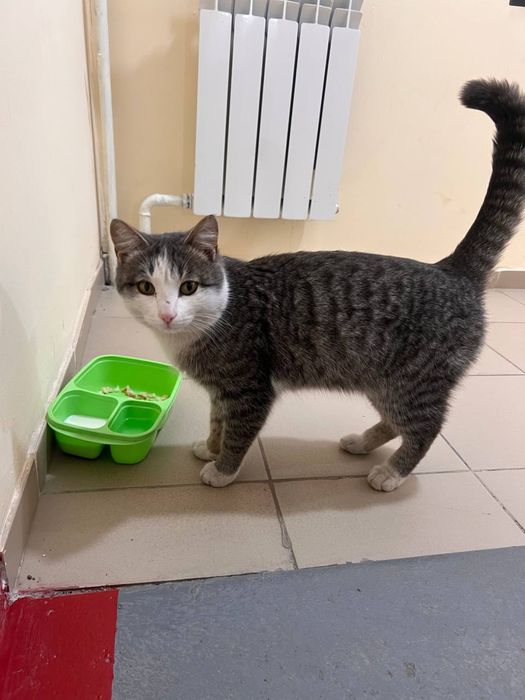 кот в добрые руки