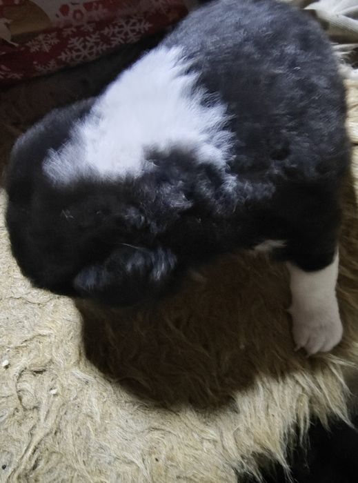 Продавам кученца немски шпиц