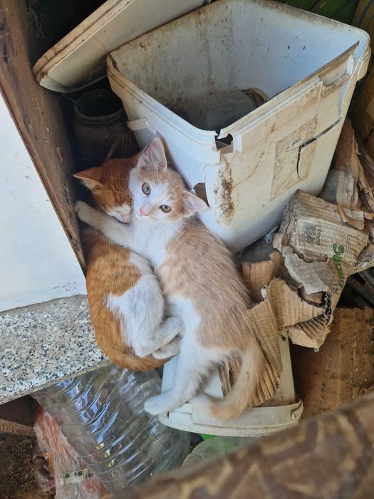 Бездомни котенца
