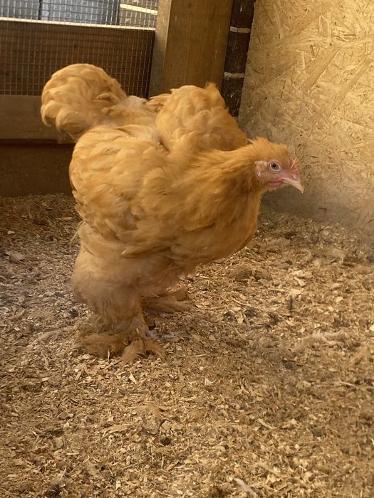 Продам цыплят подрошеных кохинхин
