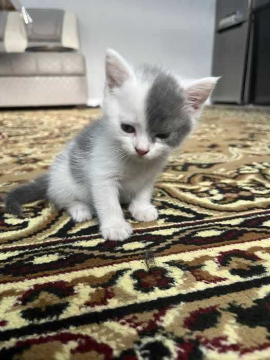 Котёнки маленкие
