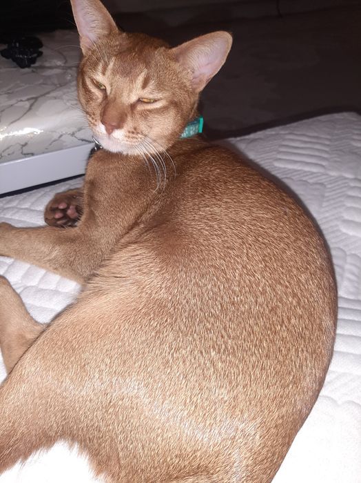 Котёнок абиссинец