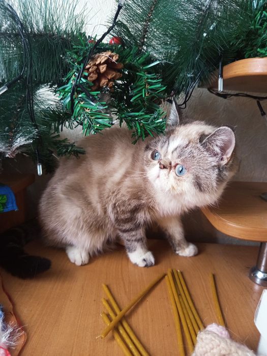 Плюшевые экзотики