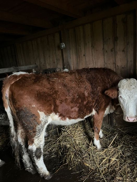 Vând junici si o vaca