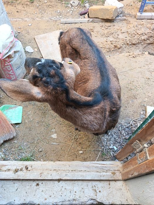 Сауын порода  ешки  сутті