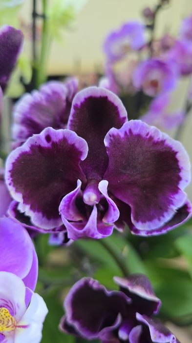 Орхидеи цветущие.