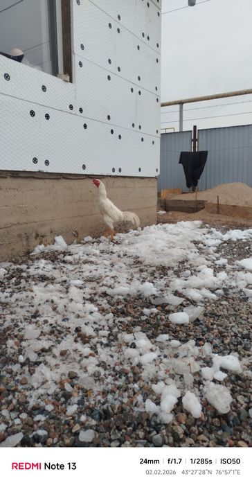 Продам дакан март