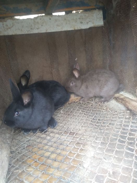 Quyon bollari sotiladi