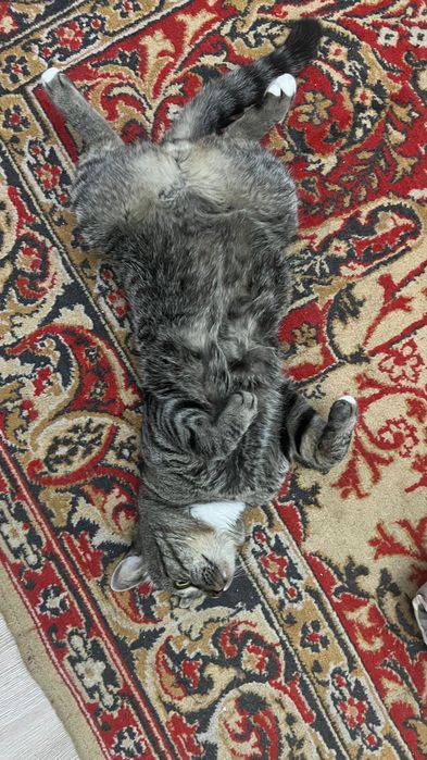 Отдам кота в добрые руки