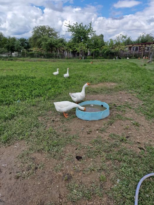 Vand 3 gascani de un an