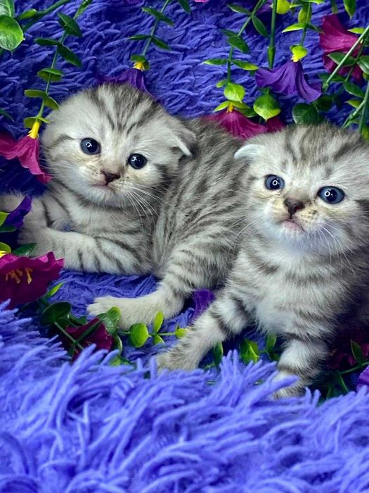 вислоушки шикарные малыши