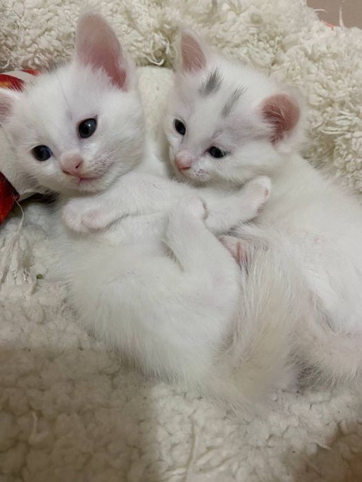 Продается котят в хорошие руки
