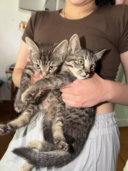 котята бесплатно, домашние