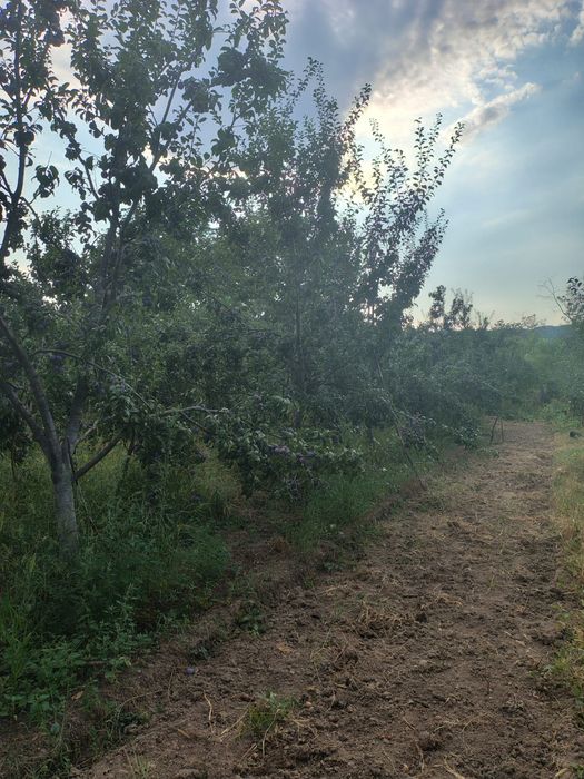 Vând prune pentru țuică