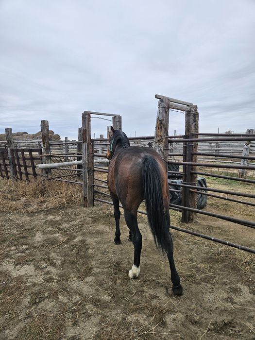 Айғыр жеребец сатылады