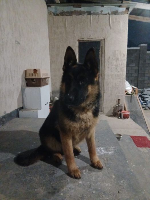 Продается немецкая овчарка  мальчик
