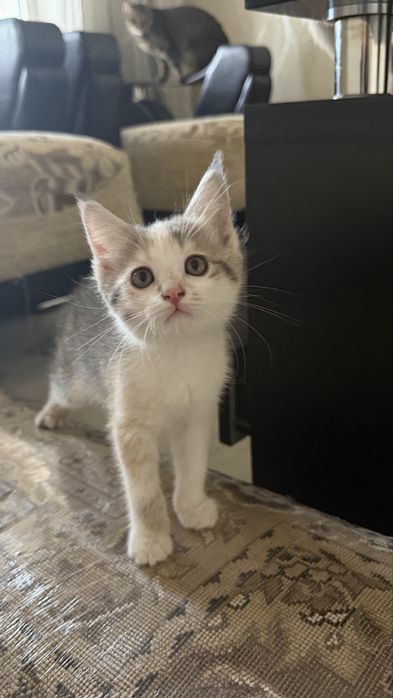 Отдаю котёнка в добрые руки