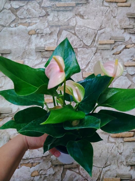 Anthurium andraeanum
мужское счастье