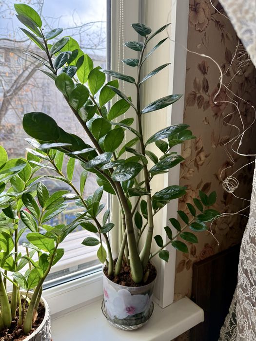 Здоровый, густой фикус