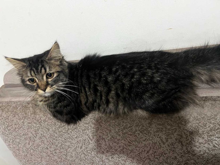 Meyn-kun (Maine Coon) zotli mushuk sotiladi