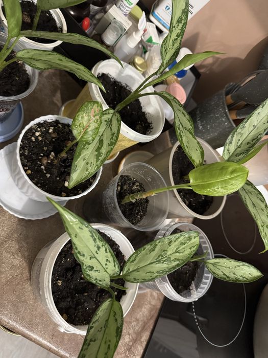 Аглонемы малышки. Комнатные цветы