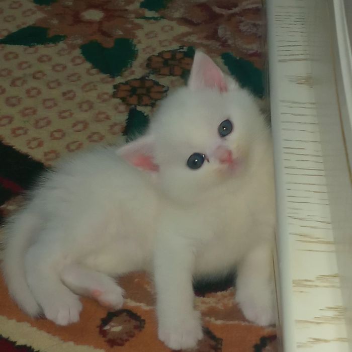 Parodali mushuk sotiladi