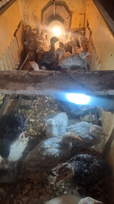 Индюшата гибридные