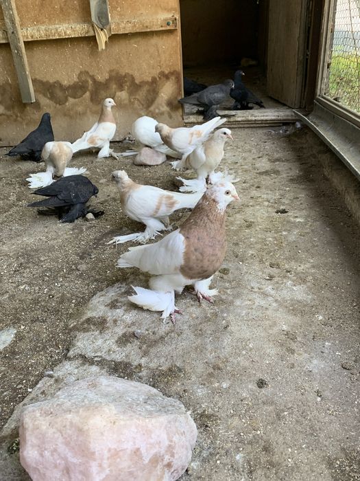 Голуби на продажу разной масти