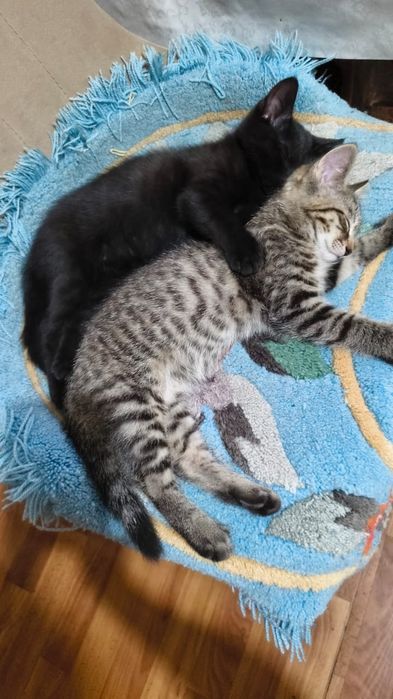 Отдам красивых котят