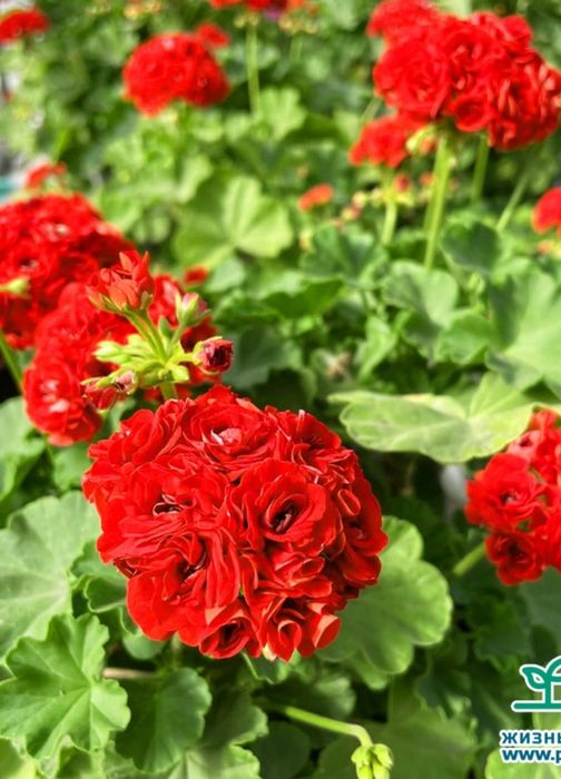 Комнатные цветы от 500 и выше