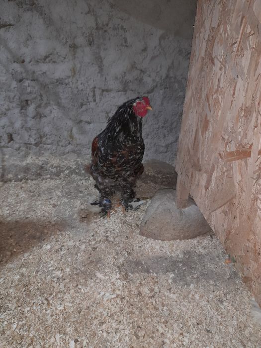 Vind pui  și ouă brahma portelan  și bobat