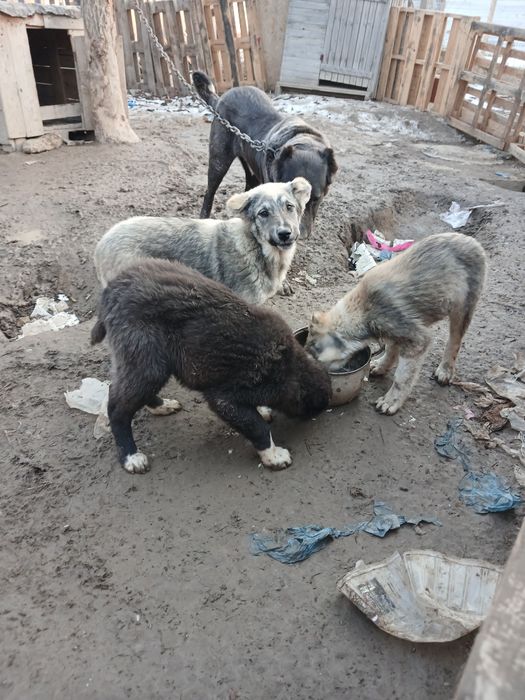 Таза тобет кушиктер.