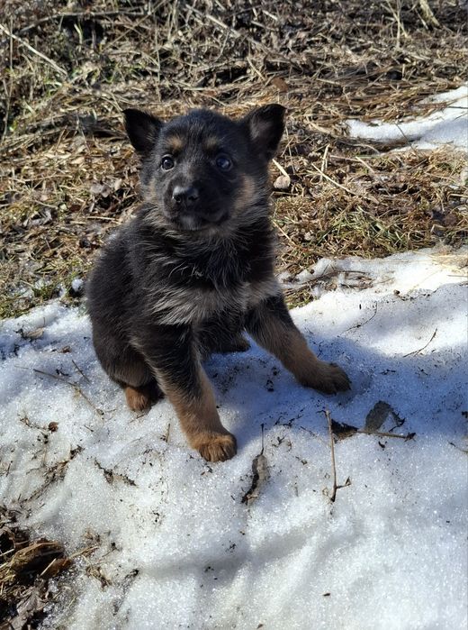 Щенки немецкой овчарки 2 месяца