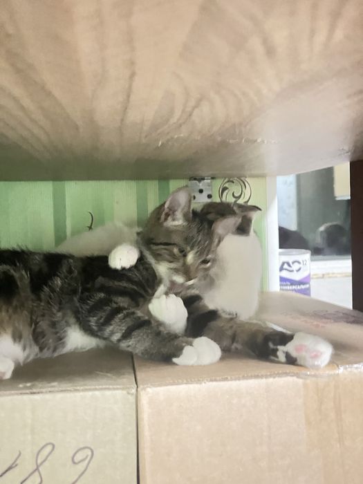 Отдам котят в добрые руки