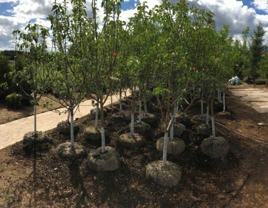 Плодовые дерьевья крупномеры,яблони груши абрикос