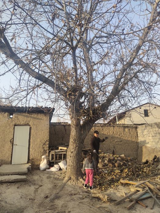 Yong'oq darhti sotiladi mebelshiklar uchun