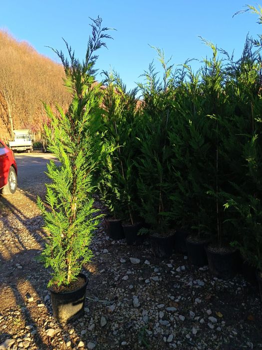 Leylandii gard viu sănătos creștere rapida