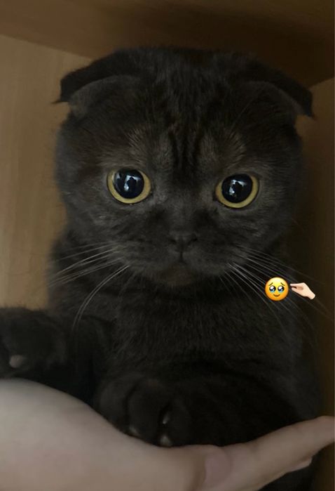 Отдам кошку заботливам хозяевам