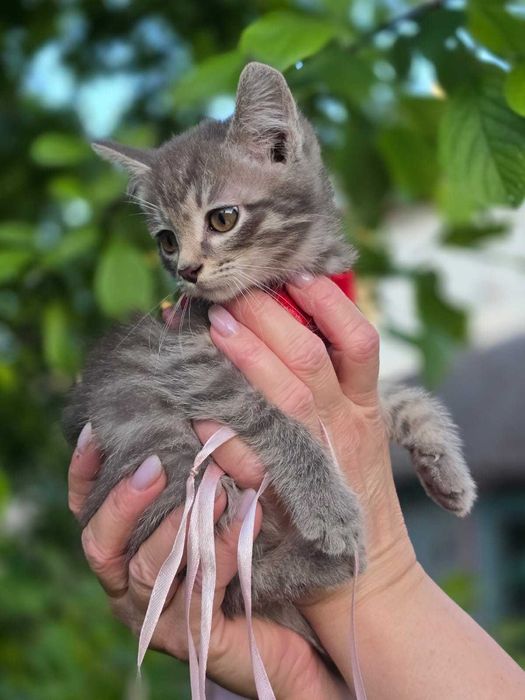 котята мальчик и девочка, возраст примерно 1 месяц
