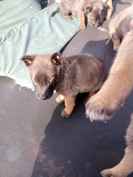 Белгийски овчарки